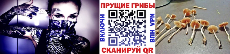Псилоцибиновые грибы мицелий  Луга 